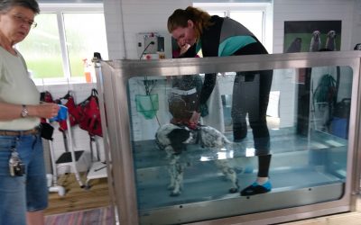 Ceri’s Hydrotherapy treadmill training