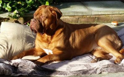 Theo’s Rehabilitation after Cruciate Ligament Surgery