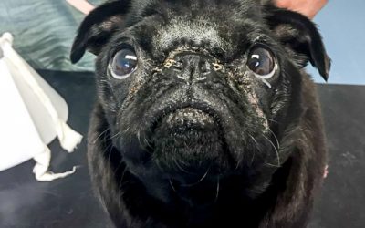 Dottie – Brachycephalic Obstructive Airway Syndrome (BOAS)