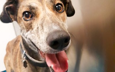 Kirsty – Laparoscopic Spay