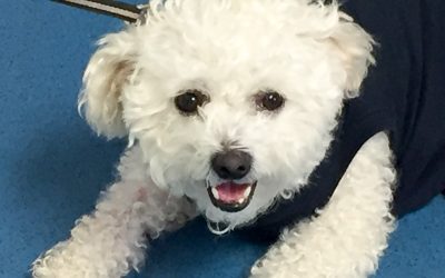 Coco’s Miracle Weight Loss (Bladder Stones)