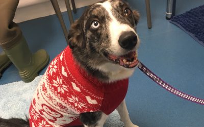 Pushing Daisy’s Physio and Hydrotherapy