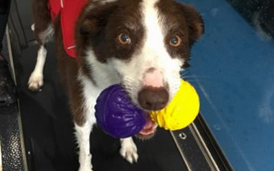 The tale of Molly’s tail