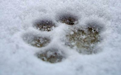 Prep for Paws – foot care