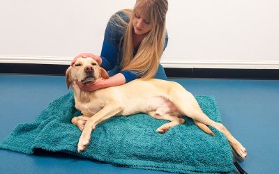 Keeping Our Dogs Healthy