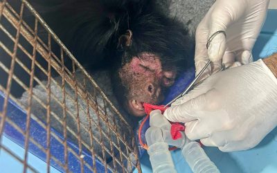 I ‘SPIDER’ with my little eye